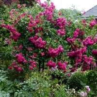 Кустовые розы (шрабы),плетистые розы,клаймберы