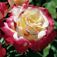 Чайно-гибридные розы